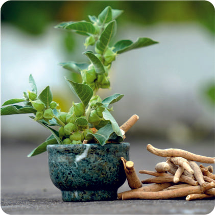 Benefits of Vitamin D3 + K2 for Immunity and Joint Health