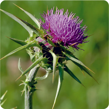 How Shatavari Supports Menstrual Comfort and Uterine Health